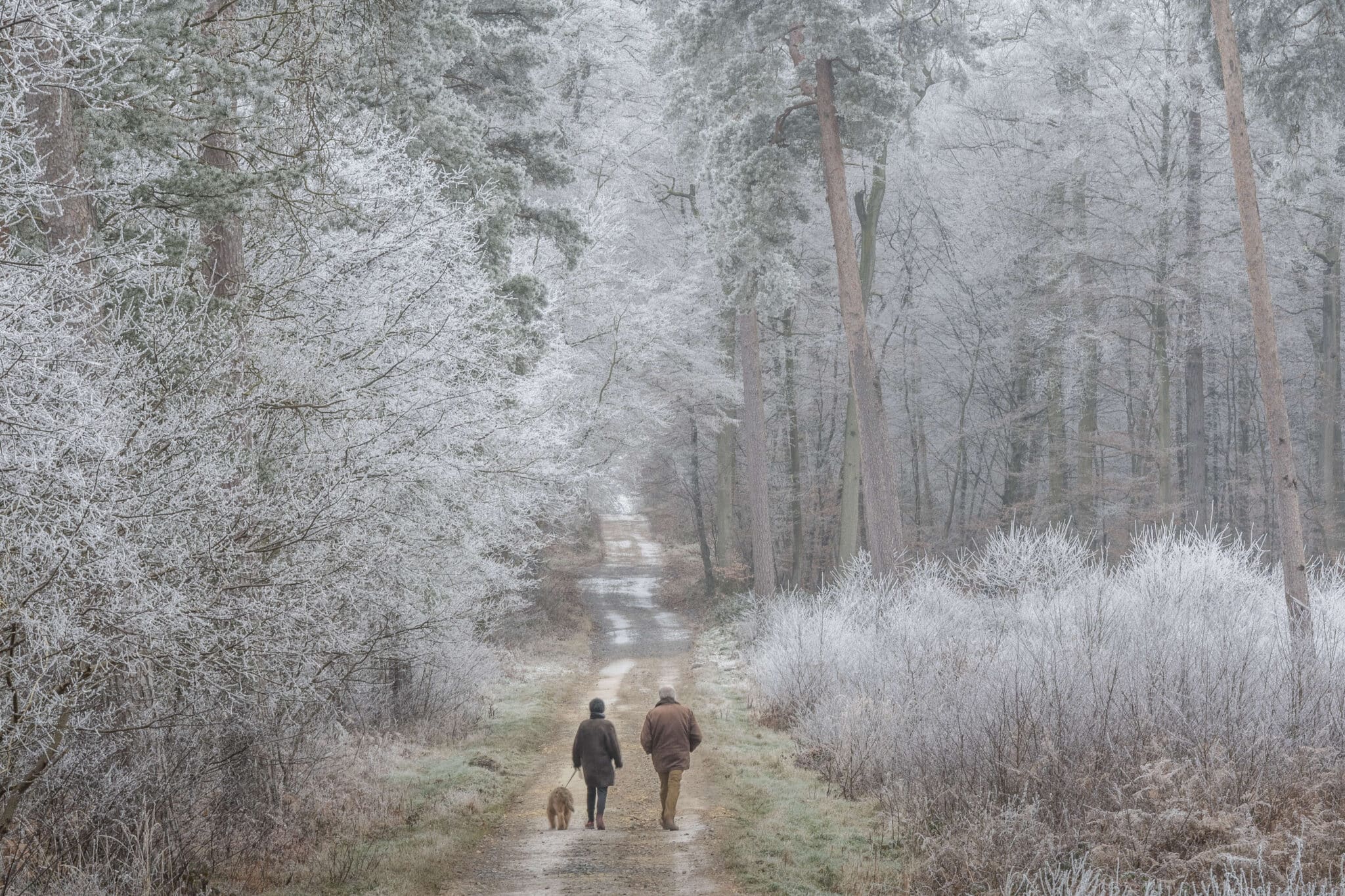 foret compiegne hiver balade © Jean-Pierre Gilson