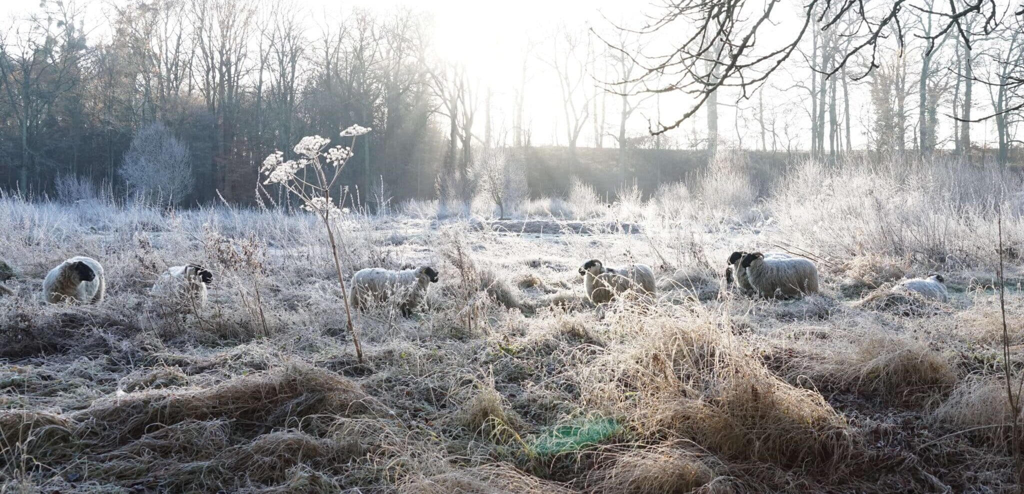 parc jean jacques rousseau hiver oise