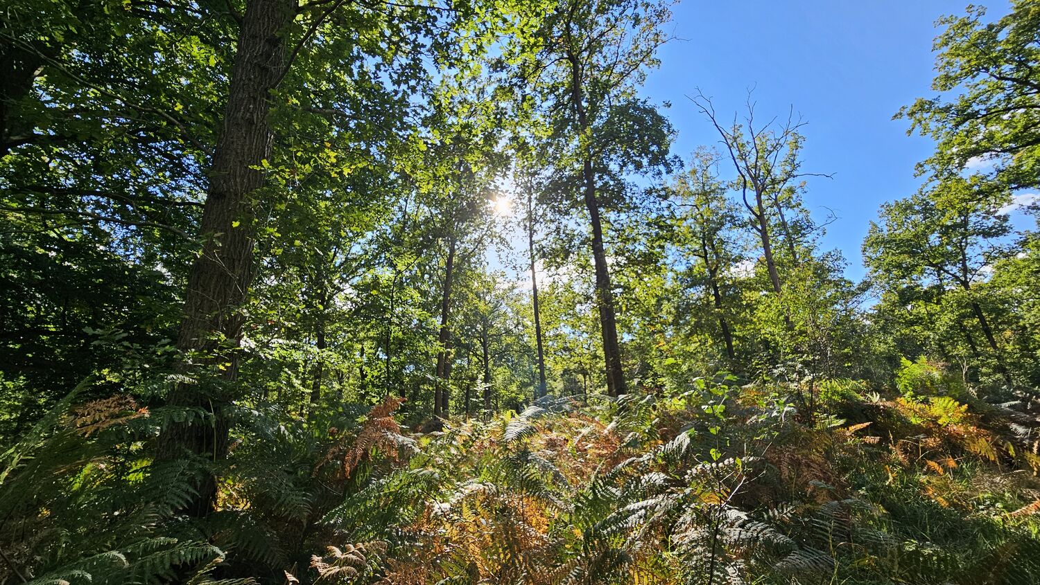 forêt chantilly printemps balade