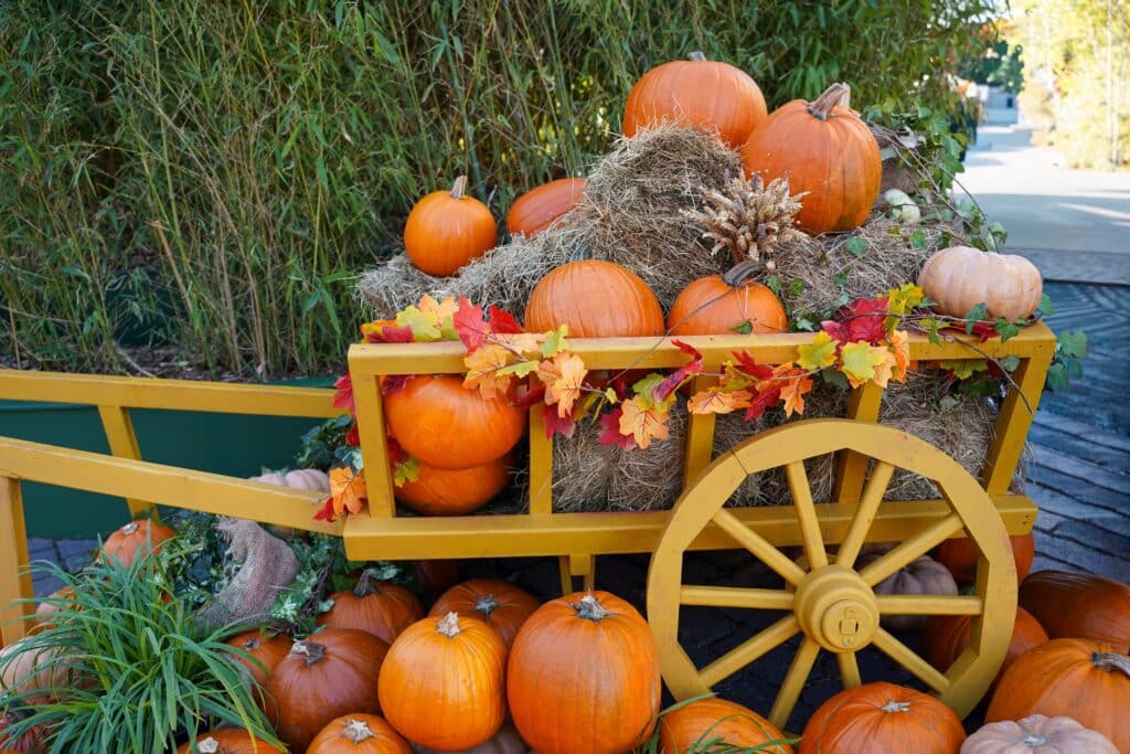 marché potager automne chaalis